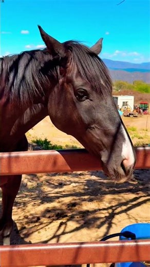 Just a Horse Doing His Thing ☀️🐎✨