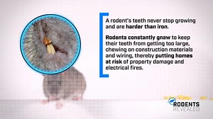 7.2K views · 13 reactions | Get up close and personal with rodents to understand their habits and threats. #RodentsRevealed | PestWorld | Facebook