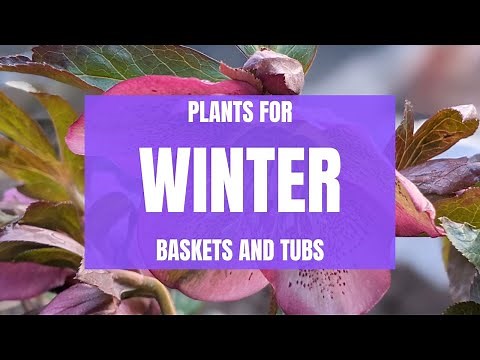 12 Stunning Plants For Winter Baskets and Containers
