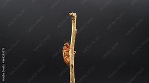 4k video of the emergence of cicadas