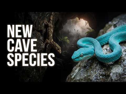 11 New Species Found in Cambodia’s Dark Caves