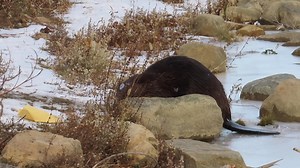 32K views · 2.2K reactions | When the ice is soft, it can be a little trickier for the beavers to get around. This beaver sunk a few times as it worked its way over the ice shelf to get to shore. #wildlifephotography #beavers #beaver | Mike’s photos and videos of beavers | Facebook