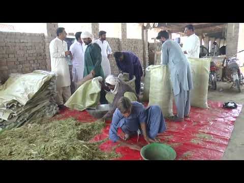 Empowerment Through Innovation: Transforming Small Farms with 50kg Silage Bags V7
