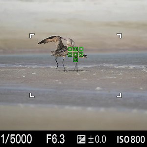 🔥 In this one of a kind “through the lens” webinar, you’ll learn my 3 Steps to take gorgeous razor sharp bird photos! | Matt Kloskowski