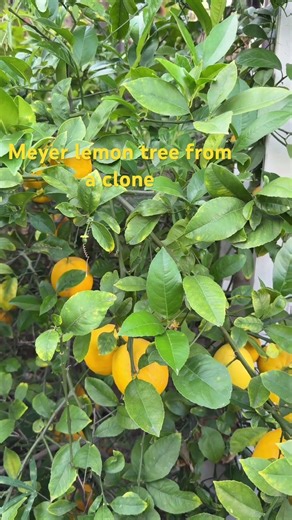Meyer lemon tree from a clone #clone #lemon
