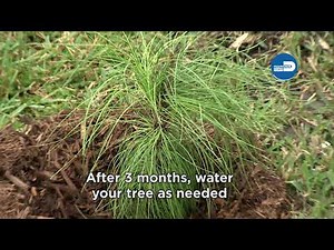 Adopt-A-Tree: Watering and Maintaining Your Tree