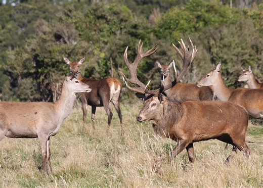 The Red Stag Roar in New Zealand Is the Craziest Rut Hunt on the Planet