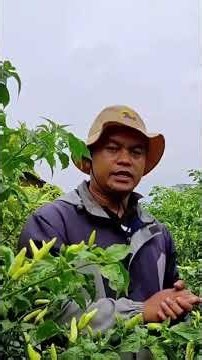 Cara menyuplai nutrisi agar cabe rawit roket cepat berbuah dan keras