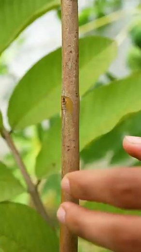 Propagate your favorite guava tree with an orange #air_layering #propagate_guava_tree | Nathan & Alsop