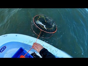 Running blue crab pots (how to catch & clean crabs)