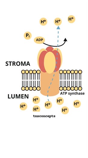 #ATP production with #Proton motive force. . . #mitochondria #sciencereels #biology #sciencefiction | Nilesh Soni