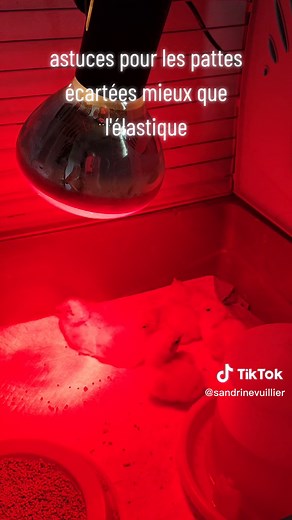 éclosion astuces pour les pattes écartées de Poussin bien mieux que l'élastique #poule #poulailler #chicken #poules #jardin #nature #poussin #animaux #coq #poulebrahma #oeufs #poulette #chickens #ferme #poulaillers #poulet #bassecour #volaille #animauxmignons #farm #campagne @ducatillon_officiel #poulettes #poulepondeuse #binstagram #poulepekin #bio #animaux #poussin
