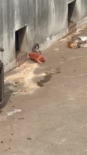 #punchkun #punchi #punch #babypunch | baby boy punch scene