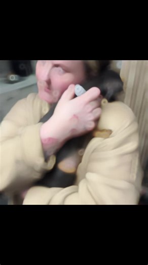 Yaz&DaisyDachshund🐶❤️ (@daisythesausagedogg)’s videos with A dogs love is boundless - Mitch Mullins