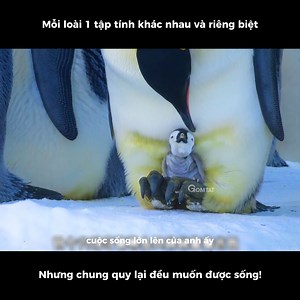 2M views · 10K reactions | Cách mà chim cánh cụt bảo vệ con ở nhiệt độ âm 50 độ #monngon #xuhuong #Amazing | Thích Ăn Ngon | Facebook