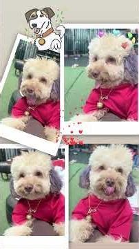 Chinese dog 😁🧧🪭🐶