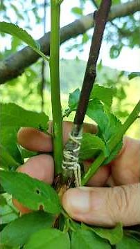 Large Green Ringlet Prunus Tree Pruning