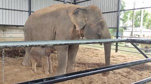 Tender Moments: Baby Elephant Nursing from Mother at the Zoo