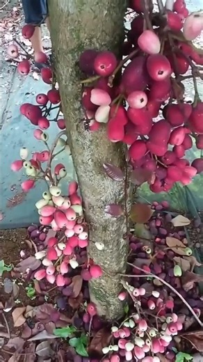 Getting to Know Bira Water Apple/Syzygium bira