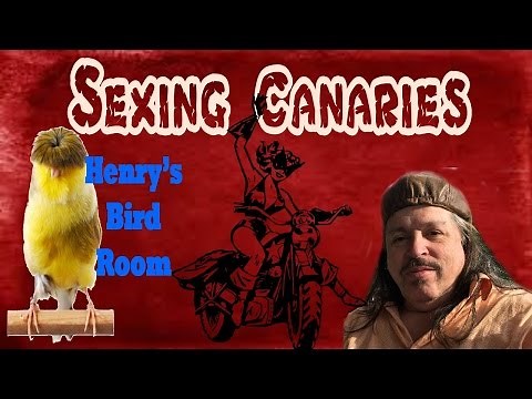 Sexing Canaries | Henry's Bird Room