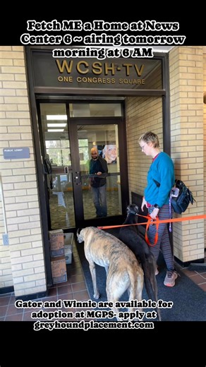 #mainegreyhoundplacementservice #adoption #greyhound NEWS CENTER Maine Amanda Hill | Maine Greyhound Placement Service