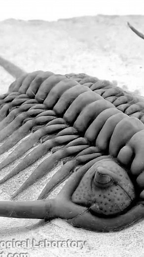 real trilobite hours