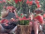 Exploding watermelon challenge on I'm A Celebrity