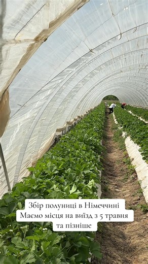 #полуниця #сезон #рекомендациях #germanylife #будні