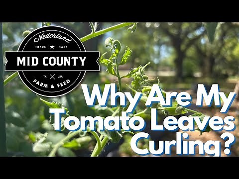 Why Are My Tomato Leaves Curling?