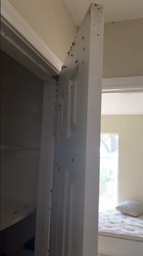 Live Walkthrough of Infested House. #homerenovation #fixerupper