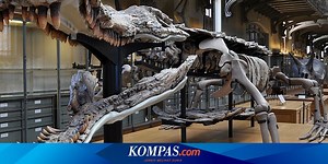 7 Buaya Terbesar yang Pernah Hidup di Bumi