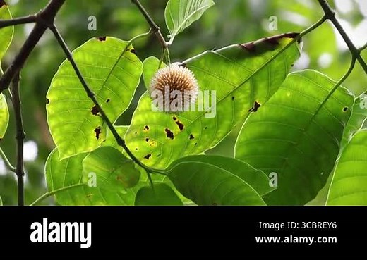 Neolamarckia cadamba flower in full bloom, vibrant green leaves. Also known as Kadam, Kodom, Leichhardt pine, Burflower tree, Anthocephalus indicus Stock Video Footage - Alamy