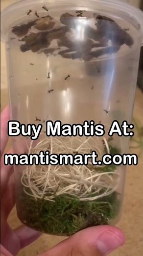 Boxer Praying Mantis (Otomantis scutigera) hatch