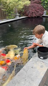 151K views · 3.6K reactions | Feeding the Japanese Koi  #koi #fish #pondlife #japanesekoi | Yvo - The Koi Partner | Facebook