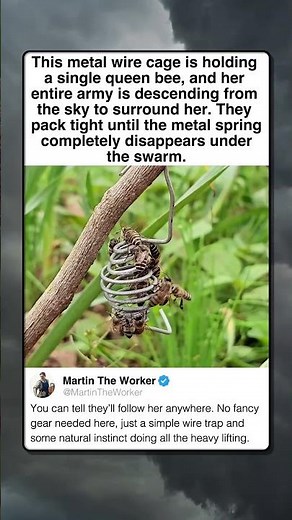 HOW ONE BEE CONTROLS A SWARM