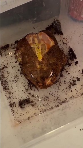 Pacman Frog Shedding Skin – Looks Like It’s Wearing a Cloak! #shorts #pacmanfrog