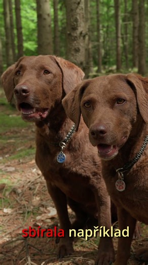 Hledání otrávených návnad