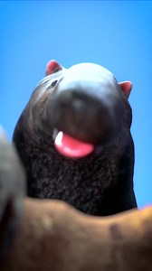 1.9K views · 21 reactions | How An Anteater's Tongue Works #anteater #animals Wildlife Discovery Latinoamérica | Animal Time | Facebook