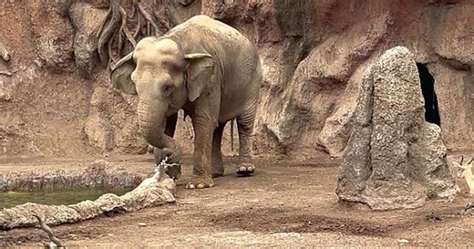 Heroic elephant rescues gazelle from drowning in Guatemala zoo