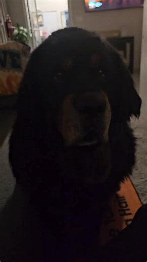 Tibetan Mastiff Rescue, Inc. on Reels