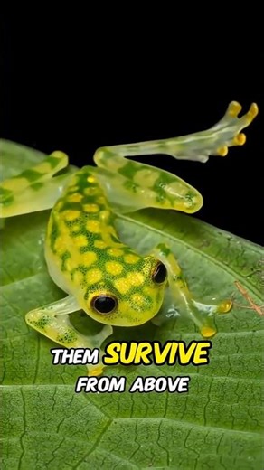 Unbelievable Facts About Frogs You Didn't Know! 🐸😲** |