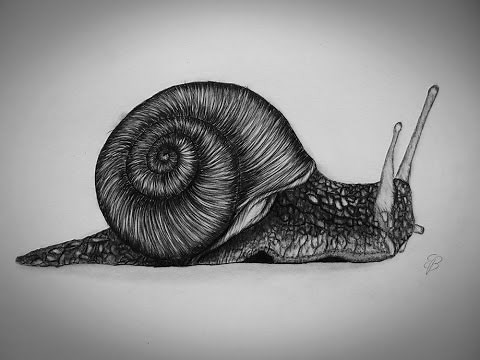How to Draw a snail step by step Tutorial