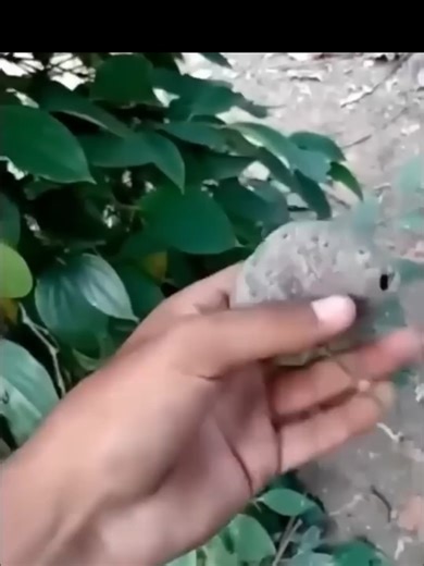 Top 10 Funniest Wasp Nest Removals