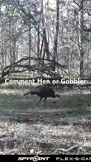 Surper Shocked at what my trail camera caught