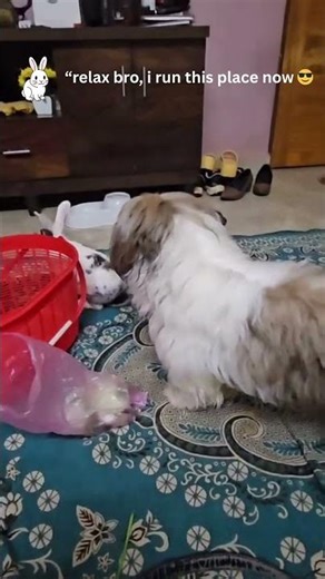 Curious Dog Meets Adorable Rabbit for the First Time! 🐶🐰