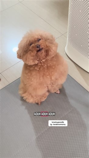 Video Lucu Anjing Poodle Makan Makanan