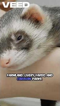 FERRETING TRADITIONAL WAY TO CONTROL RABBITS #pestcontrol #pestmanagement #hunting