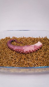 10 000 Mealworms vs. Squid tentacle🦑Cantaloupe🍈One chip challenge🍫 | WormLapse