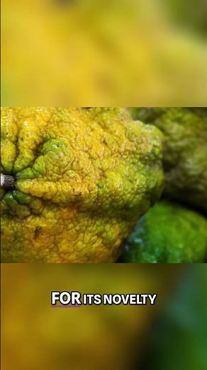 Ugli Fruit: The Sweet, Easy-to-Peel Citrus You NEED to Know! #shorts