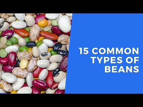 Types of Beans